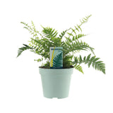 Dryopteris feata - Ø1117cm - ↕40cm