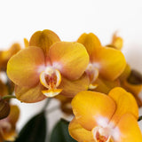 Orchidée Phalaenopsis orange en pot 12 cm