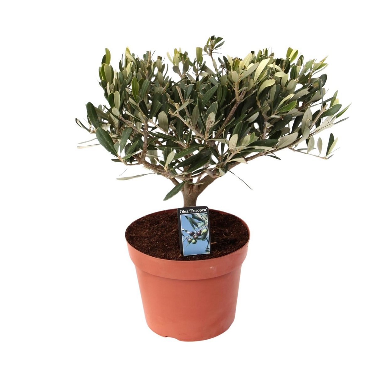 Olea Olive - Plante élégante avec feuillage persistant