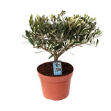 Olea Olive - Plante élégante avec feuillage persistant