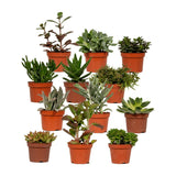 Mélange succulen - 1 Stuk - Ø10,5cm - ↕12cm