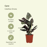 2x Calathea Ornatata - Pauwenplant - 50cm - Ø14