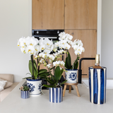 Ensemble orchidée Phalaenopsis blanche et succulent Crassula bleu