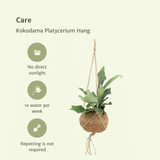 2x Kokodama Platycerium Hang - Hertshoornvaren - 35 cm - Ø15