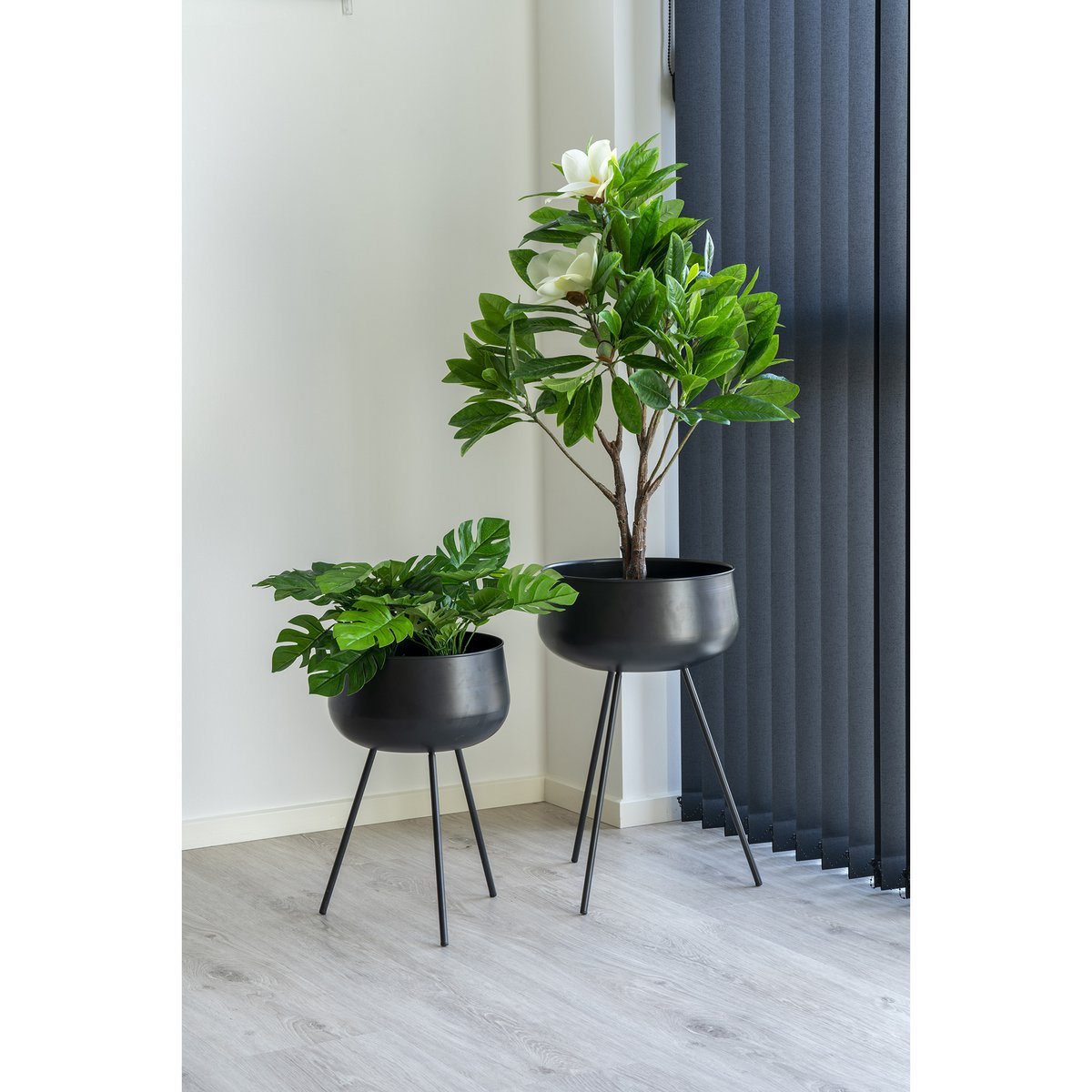 Vue rapprochée des feuilles fendues de la Monstera