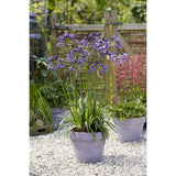 Plante artificielle Agapanthus violet