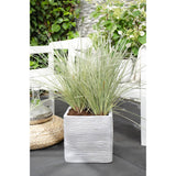 Plante Lomandra longifolia 'White Sands' vert gris