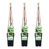 3x - Parthenossus tricuspida 'veitch boskoop' - ↨65cm - Ø15