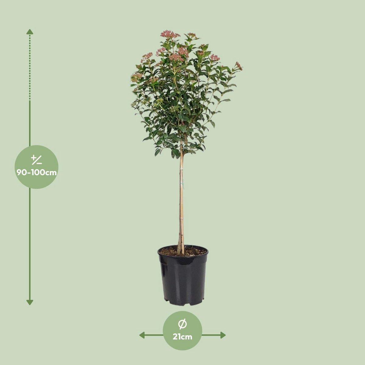 Viburnum tinum dans un jardin - ambiance naturelle