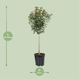 Viburnum tinum dans un jardin - ambiance naturelle