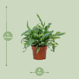 Plante artificielle Phlebodium étoile bleue 12 cm