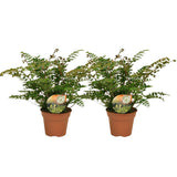 Didymochlaena truncatula - 2 stuks - Ø17cm - ↕50cm