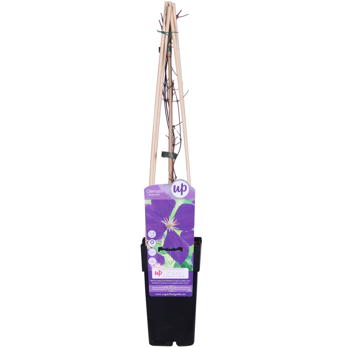 Image de diapositive