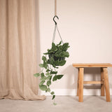 Scindapsus Pictus - Epipremnum - Ø15cm - ↕25cm