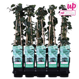 Hedera Irish - Ø15cm - ↕65 cm