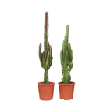 Euphorbia vert / rouge - 2 pièces - Ø17cm - ↕75cm