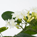 Ambiance romantique avec la plante Stephanotis sur une table