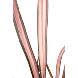 Phormium 'rose flamanto' - Ø14cm - ↕50cm