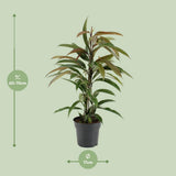 Ficus binnendijkii Amstel King - Ø17cm - ↕70cm