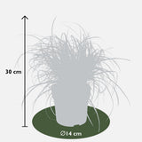 Inconnu rouge Everflame - Ø19cm - ↕40cm - Ø14 - ↨30cm