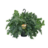 Phlebodium Davan - Ø20cm - ↕40cm