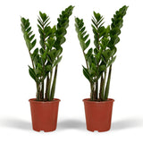 2x Zamioculcas Zamiifolia - Palme émeraude - 50 cm - Ø14
