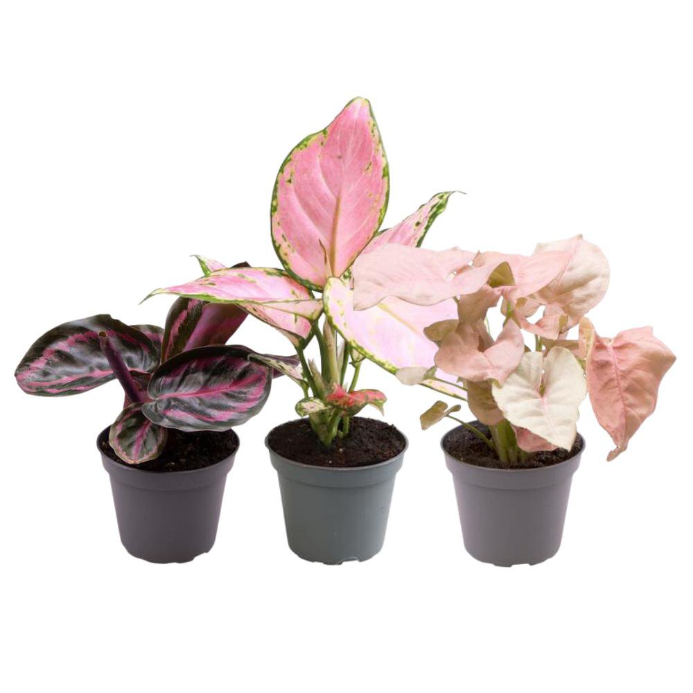 Composition de plantes d'intérieur avec syngonium, aglaonema et calathea, couleurs vibrantes