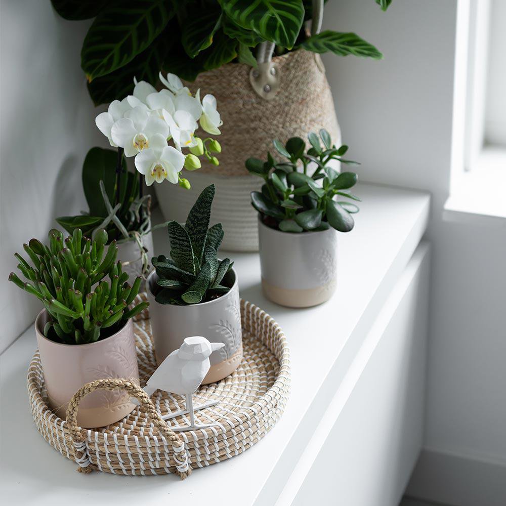 Maison Colibri | Bol décoratif - Plateau tressé blanc Ø30cm