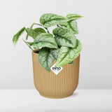 Plante Scindapsus peint « Trebie » en pot jaune 14 cm