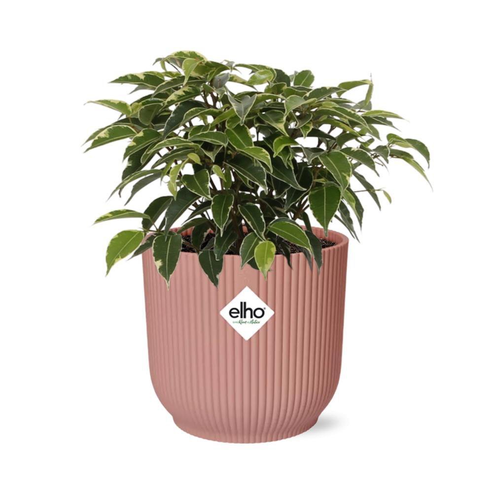 Ficus Benjamina Kinky en ELHO Vibes Fold 14cm rose