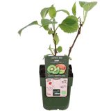 3X - Actinidia delciosioa 'Jenny' - ↨45cm - Ø13