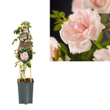 Rosa 'New Dawn' +3.0 Label - Ø15cm - ↕65cm