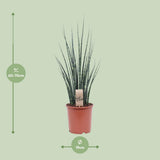 Mikado Sansevieria Bois de Fougère - Ø19cm - ↕80cm