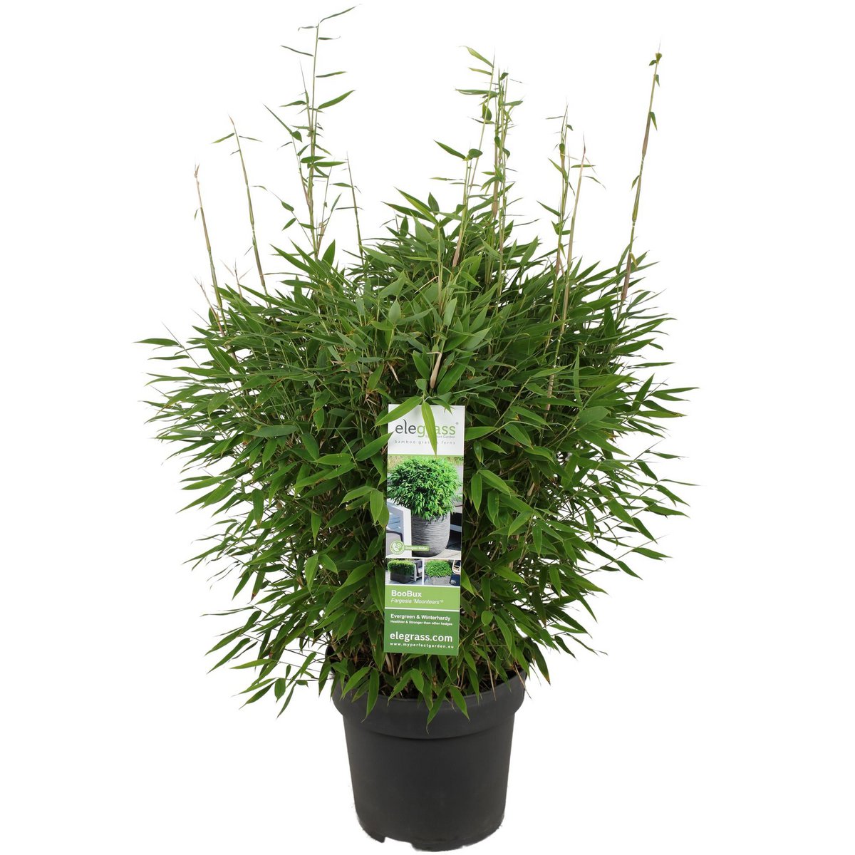 Fargesia 'Moontears'® - vue d'ensemble avec feuillage dense
