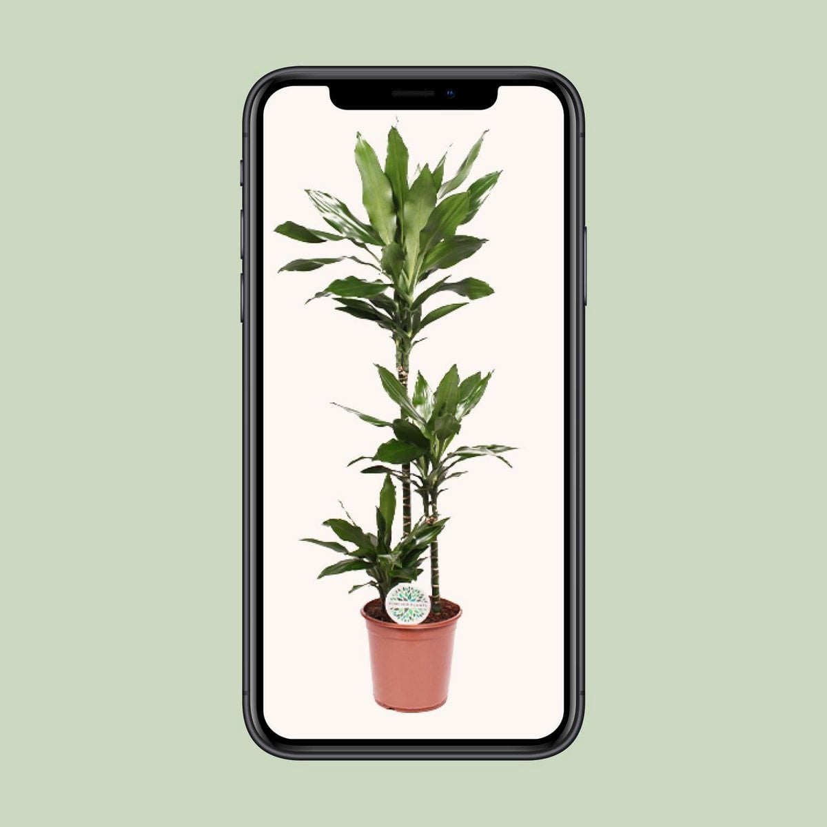 Plante Dracaena Janet Lind sur un fond neutre - Élément décoratif