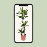 Plante Dracaena Janet Lind sur un fond neutre - Élément décoratif