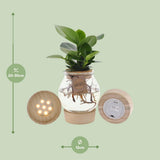 Plante artificielle Clusia en bol en verre vert