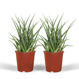 2x Sansevieria Fernwood Punk - Tongue femme - 30cm - Ø12