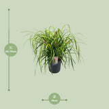 Billbergia Tears of Joy - 2424 cm - ↕70cm