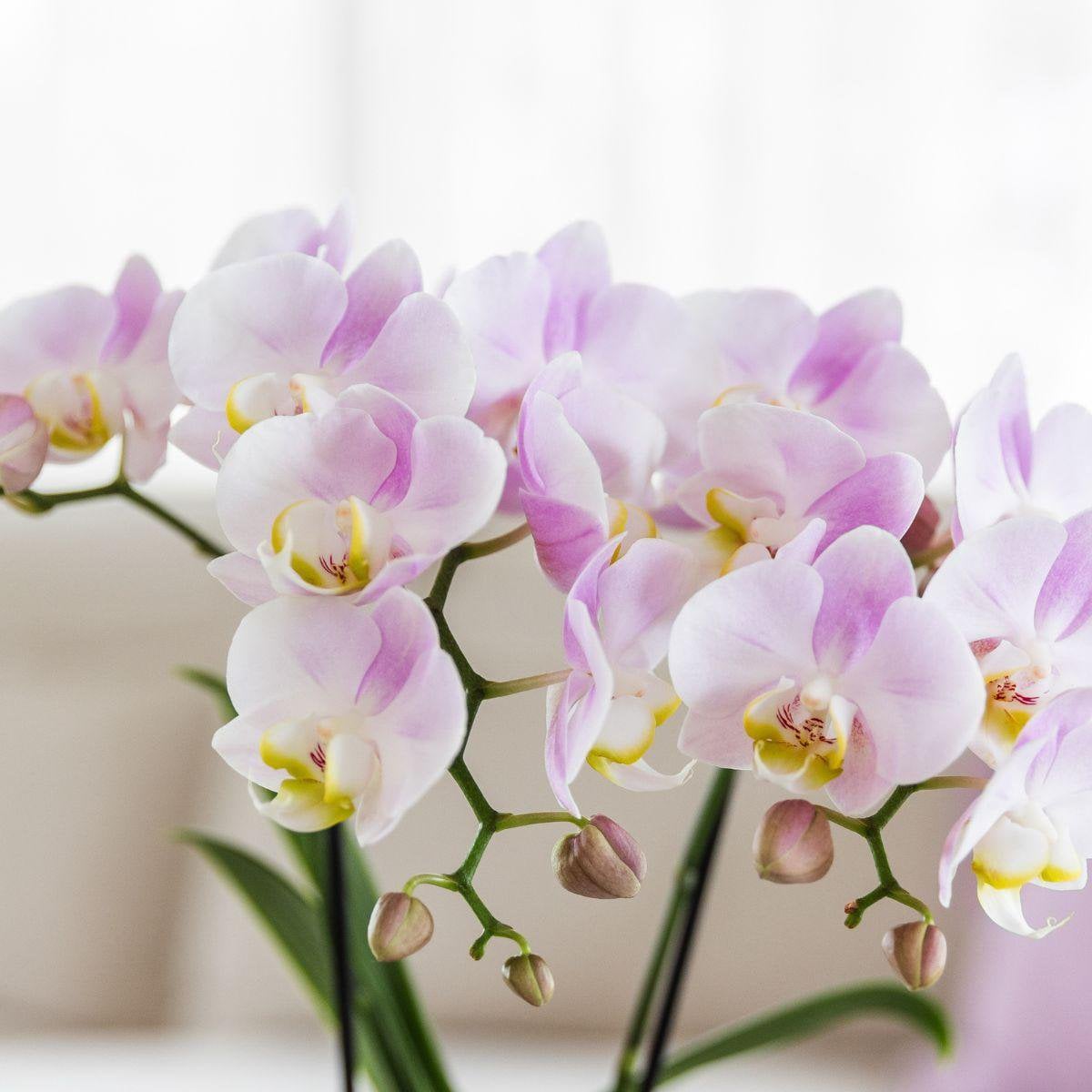 Coffret plantes Saint-Valentin avec orchidée rose et succulente