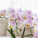Coffret plantes Saint-Valentin avec orchidée rose et succulente