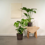 Lot de 2 plantes tropicales