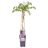 Wisteria floribunda 'Naga Noda' pluie bleue Ø15 cm ↕65 cm