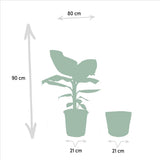 Lot de 2 plantes Monstera et Musa nain Cavendish