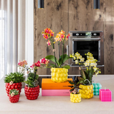 Maison Colibri | Pot à baies - Ø9cm