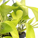 Plante Epipremnum Scindapsus doré Ø15 cm H25 cm