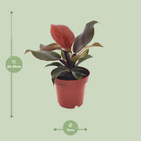 Philodendron Imperial rouge Ø 12 cm hauteur 25 cm