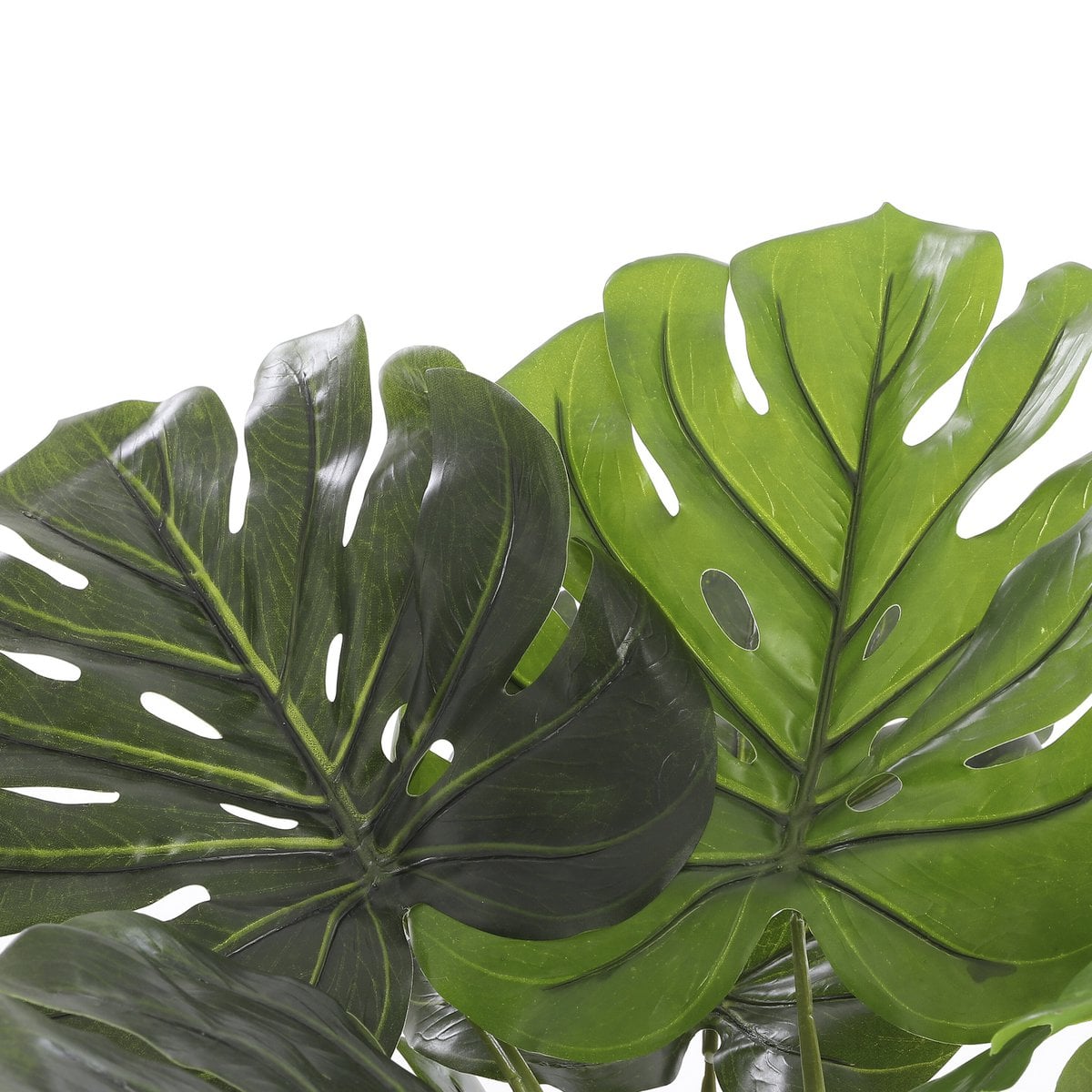 Pot en terre cuite de la plante Monstera