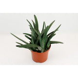 Gasteria Minor - Ø17cm - ↕20cm