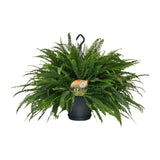Nephrolepis en pot Ø20 cm hauteur 60 cm